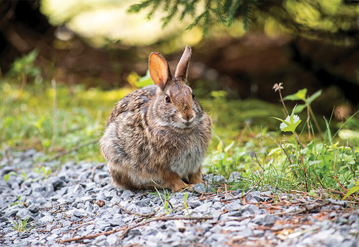Expert explains religious side of the Easter bunny